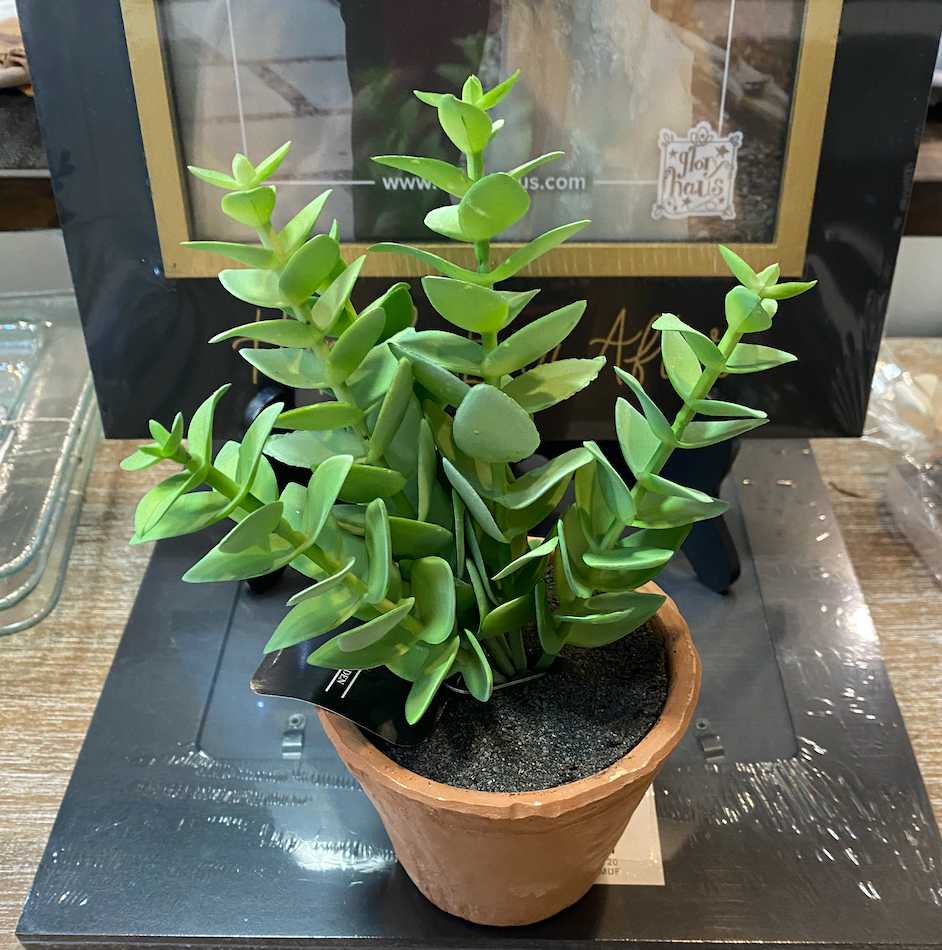 PDCH049 CASSULA SUCCULENT