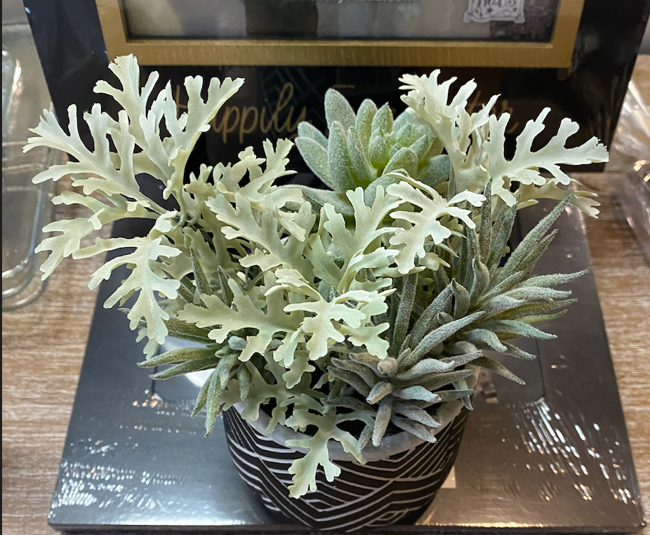 PDYI01 8" Mix Succulent in Pot