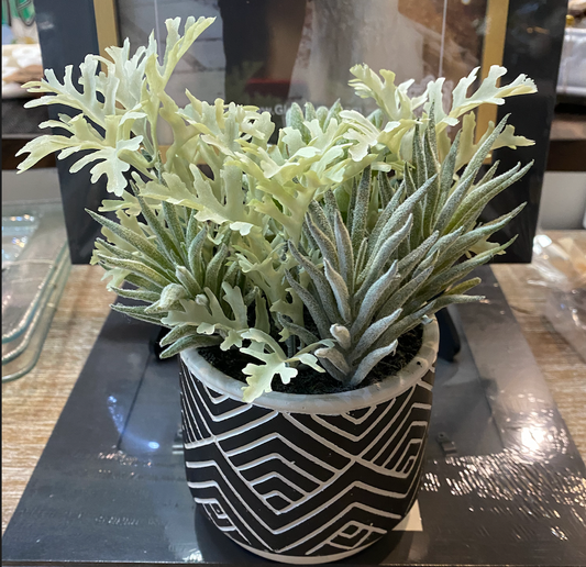 PDYI01 8" Mix Succulent in Pot