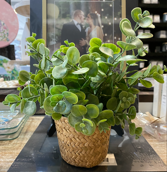 Plant In Seagrass Bucket