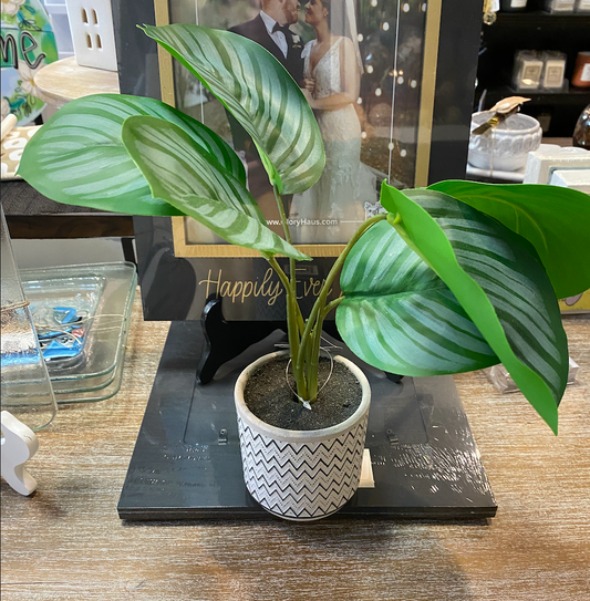 PDCH062 12.5" Arrowroot In Pot